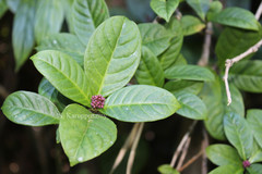 Ixora johnsonii